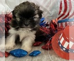 Small #1 Shih Tzu