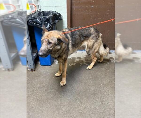Medium Photo #1 German Shepherd Dog Puppy For Sale in Stockton, CA, USA