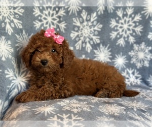 Poodle (Miniature) Puppy for sale in LAKELAND, FL, USA