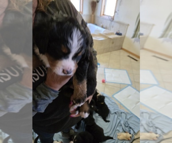 Medium Photo #3 Bernese Mountain Dog Puppy For Sale in BEAVER DAM, WI, USA