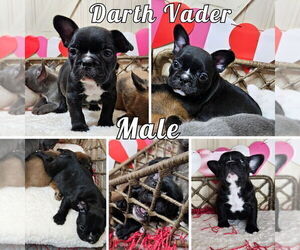 Medium French Bulldog