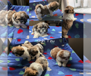 Shih Tzu Puppy for Sale in GOSHEN, Indiana USA