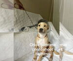 Small #4 American Pit Bull Terrier Mix