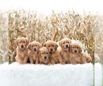 Small #1 Golden Retriever