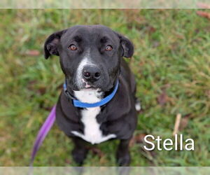 Mutt Dogs for adoption in McKinleyville, CA, USA