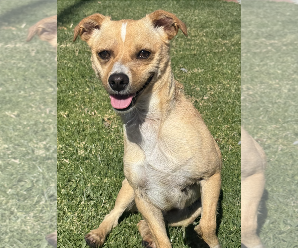 Medium Photo #7 Chihuahua-Unknown Mix Puppy For Sale in Newport Beach, CA, USA