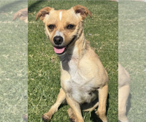 Ace Hardware (Ace) - Male Chihuahua-Unknown Mix Dog for Adoption - Photo #7