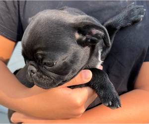 Pug Puppy for sale in STAR, ID, USA