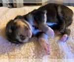Small Photo #2 Australian Shepherd Puppy For Sale in CHARLESTON, SC, USA