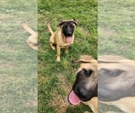 Small Photo #1 Akita-German Shepherd Dog Mix Puppy For Sale in GRANTS PASS, OR, USA