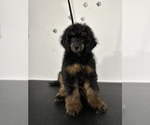 Puppy 3 Poodle (Miniature)