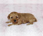 Small Photo #2 Cavapoo Puppy For Sale in HOMELAND, CA, USA