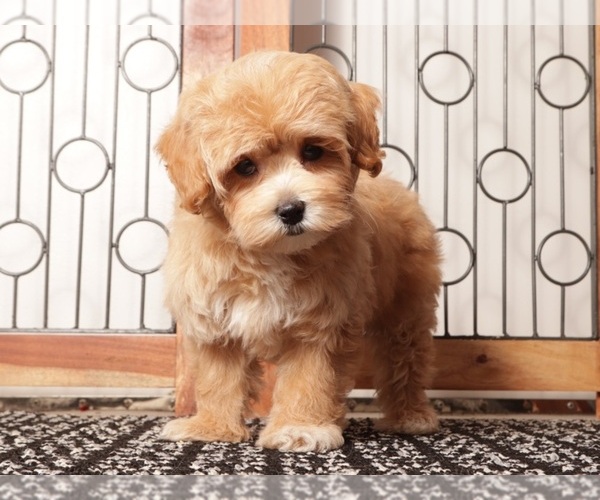 Medium Photo #7 Maltipoo (Miniature) Puppy For Sale in NAPLES, FL, USA