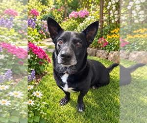 Mickey - Male Mutt Dog for Adoption - Photo #5