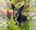 Small Photo #5 Mutt Puppy For Sale in Lake Elsinore, CA, USA