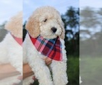 Small #31 Goldendoodle