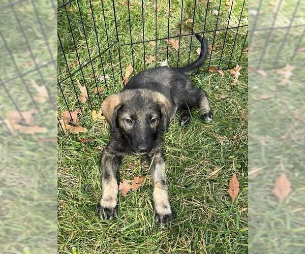 Medium Photo #1 Mutt Puppy For Sale in Candler, NC, USA