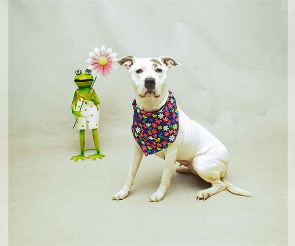 Medium Photo #2 Staffordshire Bull Terrier-Unknown Mix Puppy For Sale in Sanford, FL, USA