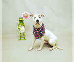 Small #1 Staffordshire Bull Terrier Mix