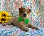 Small Photo #1 Australian Cattle Dog-Unknown Mix Puppy For Sale in LANCASTER, PA, USA