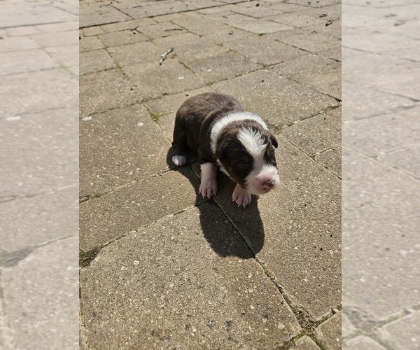 Medium Photo #19 Australian Shepherd Puppy For Sale in NELSON, VA, USA