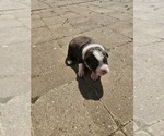 Small #18 Australian Shepherd