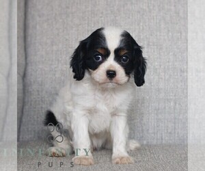 Cavalier King Charles Spaniel Puppy for sale in NARVON, PA, USA