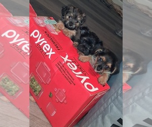 Yorkshire Terrier Puppy for sale in COLUMBUS, OH, USA