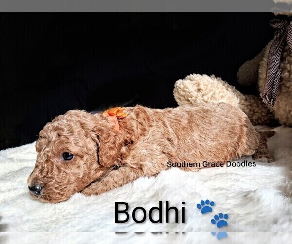 Medium Photo #50 Goldendoodle (Miniature) Puppy For Sale in GASTONIA, NC, USA