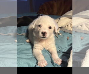 Great Pyrenees Dogs for adoption in Denton, TX, USA