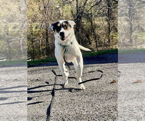 Benji - Male Mutt Dog for Adoption - Photo #5