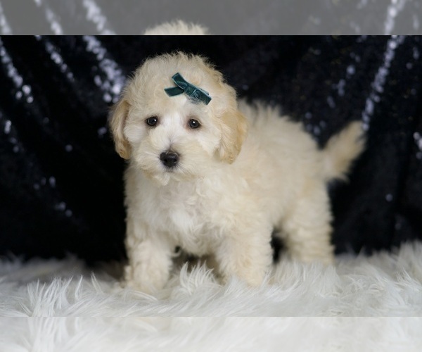 Medium Photo #5 Maltipoo (Miniature) Puppy For Sale in WARSAW, IN, USA