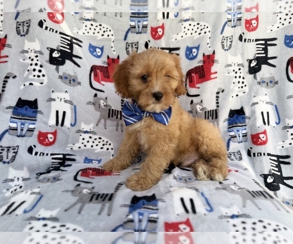 Medium Photo #9 Cavapoo (Miniature) Puppy For Sale in LAKELAND, FL, USA