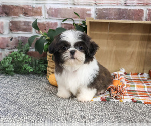 Shih Tzu Puppy for sale in SYRACUSE, IN, USA