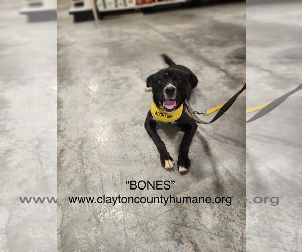 Medium Photo #6 Labrador Retriever-Unknown Mix Puppy For Sale in McDonough, GA, USA