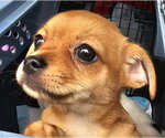 Small #1 Chihuahua Mix