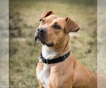 Small #277 American Pit Bull Terrier Mix