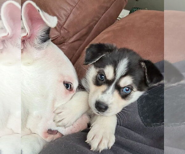Medium Photo #4 Siberian Husky-Unknown Mix Puppy For Sale in Germantown, OH, USA