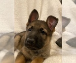 Small Photo #1 German Shepherd Dog Puppy For Sale in GLOUCESTER, VA, USA