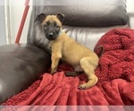 Small Photo #78 Belgian Malinois Puppy For Sale in REESEVILLE, WI, USA