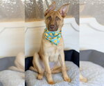 Small #2 German Shepherd Dog