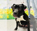 Small #3 American Pit Bull Terrier