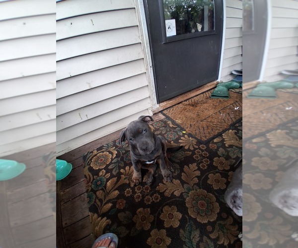 Medium Photo #2 American Pit Bull Terrier Puppy For Sale in WAUSAU, WI, USA