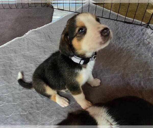 Medium Photo #12 Mutt Puppy For Sale in Roxboro, NC, USA