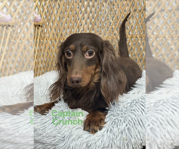 Medium Photo #1 Dachshund Puppy For Sale in CANOGA, NY, USA
