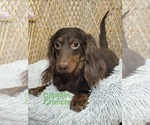 Small Photo #1 Dachshund Puppy For Sale in CANOGA, NY, USA