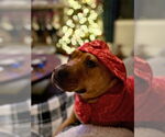 Small #15 Staffordshire Bull Terrier Mix
