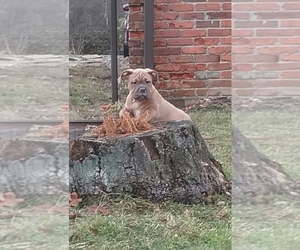 Medium Olde English Bulldogge