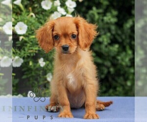 Cavapoo Puppy for sale in EAST EARL, PA, USA