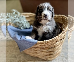 Medium Bernedoodle